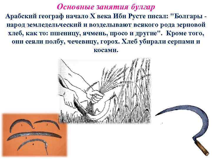 Основные занятия булгар Арабский географ начало X века Ибн Русте писал: "Болгары - народ