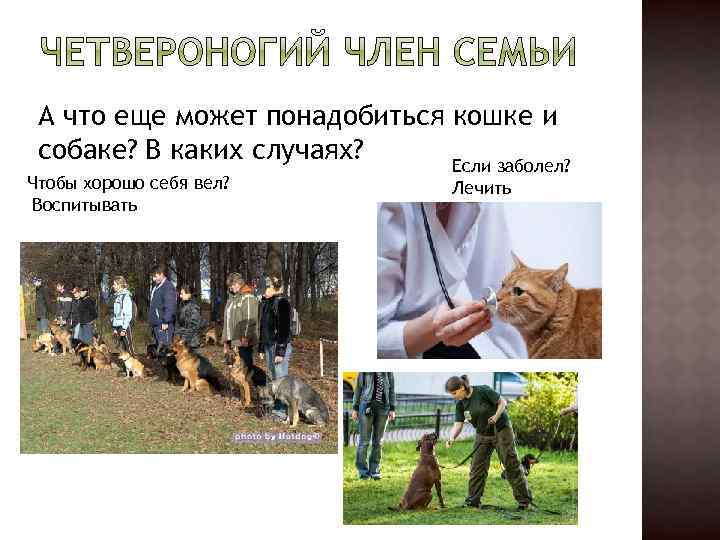 А что еще может понадобиться кошке и собаке? В каких случаях? Если заболел? Чтобы