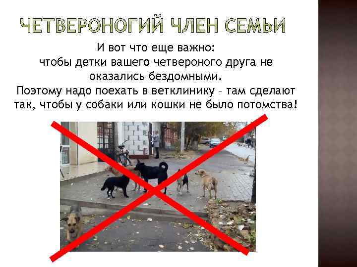 И вот что еще важно: чтобы детки вашего четвероного друга не оказались бездомными. Поэтому
