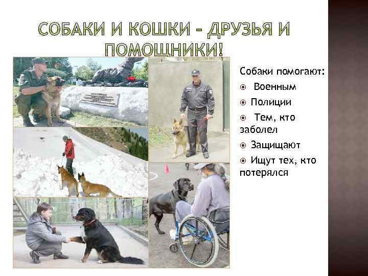 Собаки помогают: Военным Полиции Тем, кто заболел Защищают Ищут тех, кто потерялся 