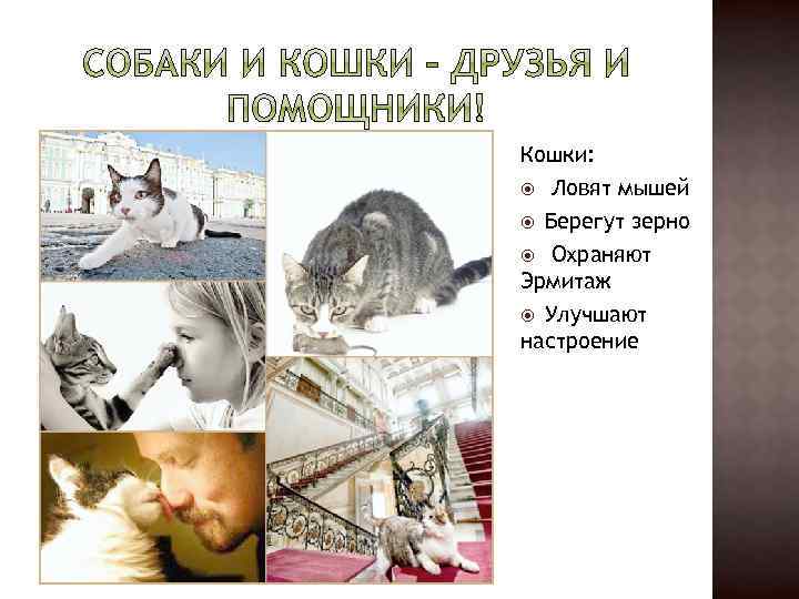 Кошки: Ловят мышей Берегут зерно Охраняют Эрмитаж Улучшают настроение 