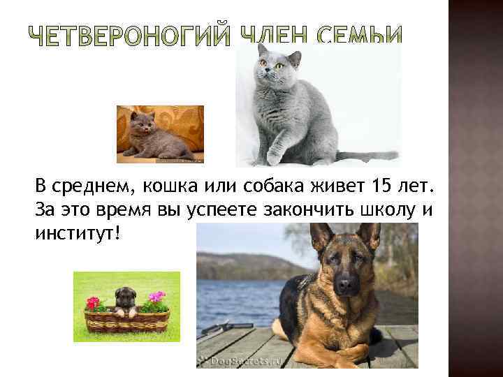 В среднем, кошка или собака живет 15 лет. За это время вы успеете закончить