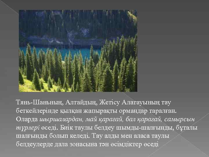 Тянь-Шаньның, Алтайдың, Жетісу Алатауының тау беткейлерінде қылқан жапырақты ормандар таралған. Оларда шыршалардан, май қарағай,