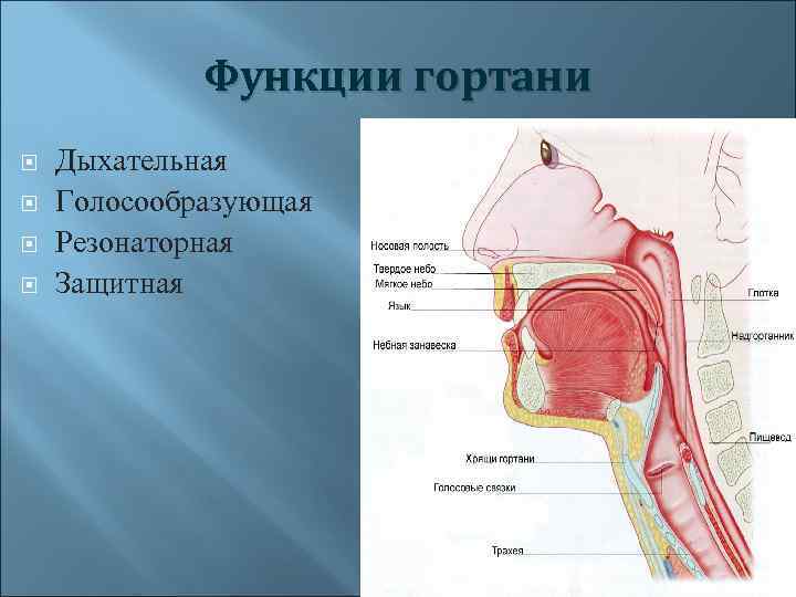 Функции гортани Дыхательная Голосообразующая Резонаторная Защитная 