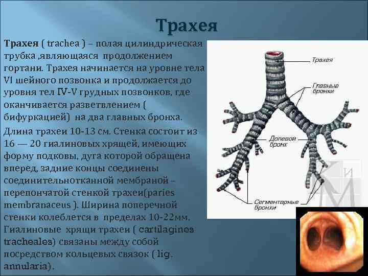  Трахея ( trachea ) – полая цилиндрическая трубка , являющаяся продолжением гортани. Трахея