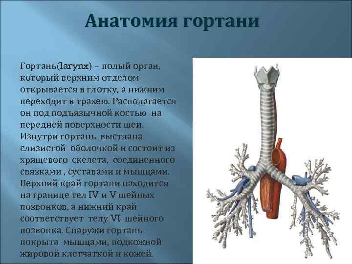  Анатомия гортани Гортань(larynx) – полый орган, который верхним отделом открывается в глотку, а