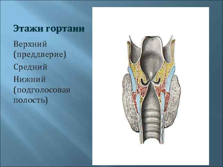 Этажи гортани Верхний (преддверие) Средний Нижний (подголосовая полость) 