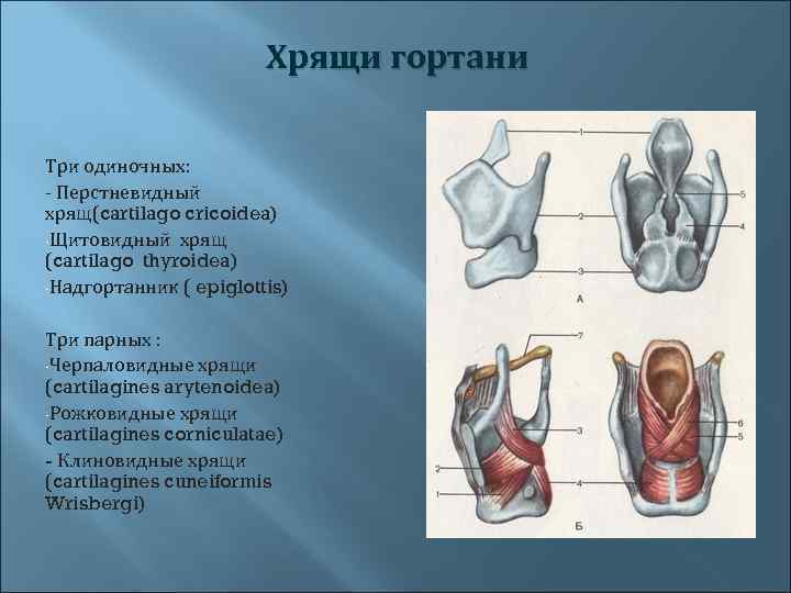  Хрящи гортани Три одиночных: - Перстневидный хрящ(cartilago cricoidea) -Щитовидный хрящ (cartilago thyroidea) -Надгортанник