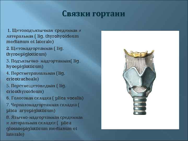  Связки гортани 1. Щитоподъязычная срединная и латеральная ( lig. thyrohyoideum medianum et laterale)