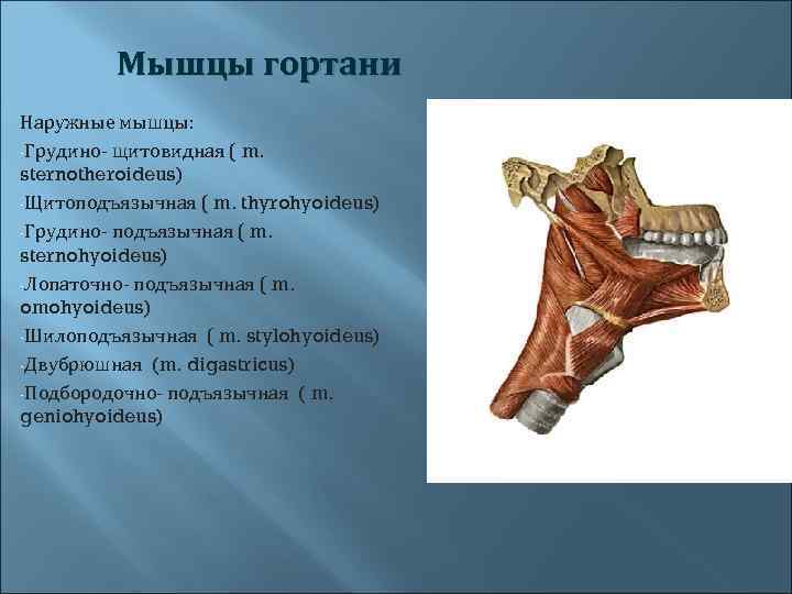  Мышцы гортани Наружные мышцы: -Грудино- щитовидная ( m. sternotheroideus) -Щитоподъязычная ( m. thyrohyoideus)