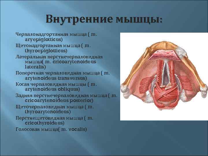 Внутренние мышцы: Черпалонадгортанная мышца ( m. aryepiglotticus) Щитонадгортанная мышца ( m. thyroepiglotticus) Латеральная перстнечерпаловидная