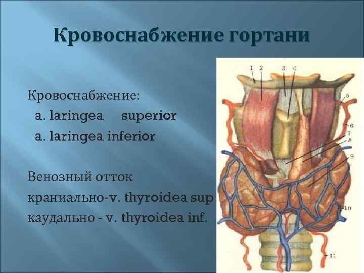 Кровоснабжение гортани Кровоснабжение: a. laringea superior a. laringea inferior Венозный отток краниально-v. thyroidea sup.