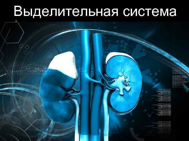 Выделительная система 