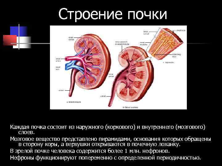 Почечная пирамида рисунок