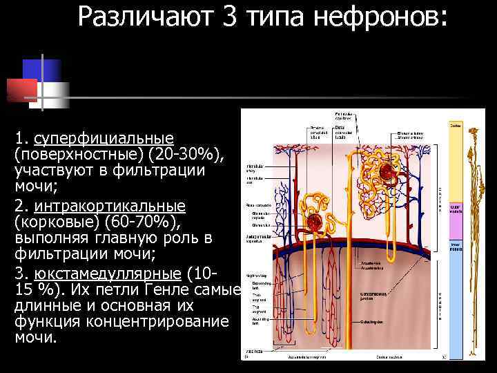 Различают 3 типа нефронов: 1. суперфициальные (поверхностные) (20 -30%), участвуют в фильтрации мочи; 2.