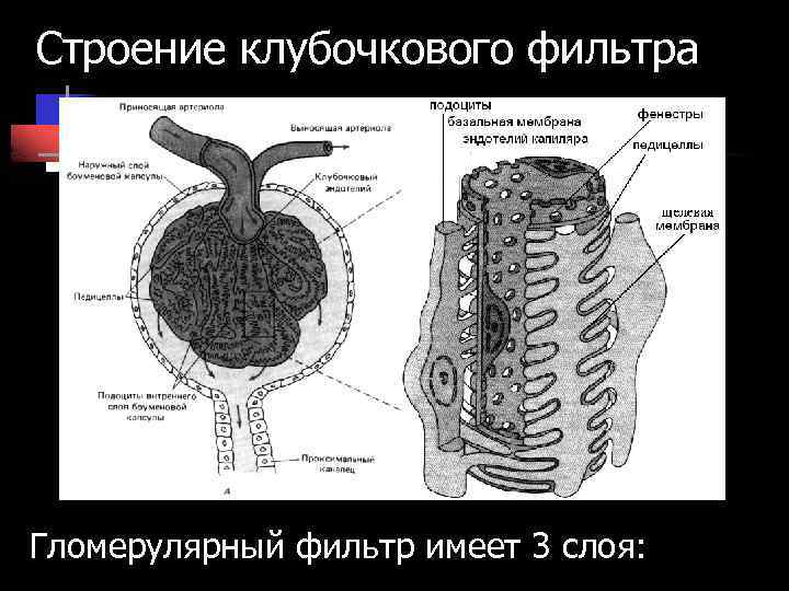Строение клубочкового фильтра Гломерулярный фильтр имеет 3 слоя: 