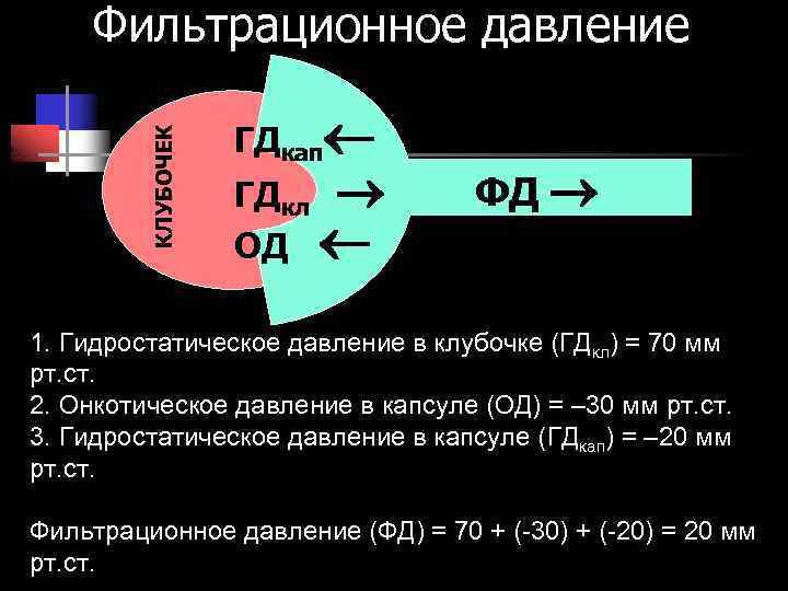 КЛУБОЧЕК Фильтрационное давление ГДкап ГДкл ОД ФД 1. Гидростатическое давление в клубочке (ГДкл) =
