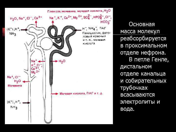 Основная масса молекул реабсорбируется в проксимальном отделе нефрона. В петле Генле, дистальном отделе канальца