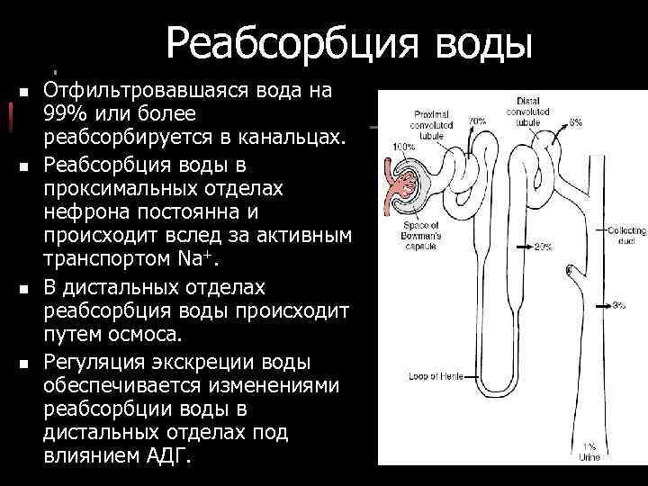 Реабсорбция воды n n Отфильтровавшаяся вода на 99% или более реабсорбируется в канальцах. Реабсорбция