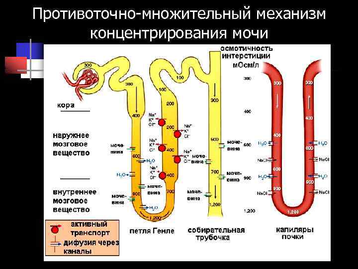 Схема противоточно множительной системы