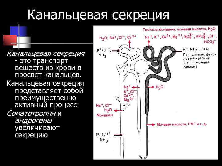 Канальцевая секреция - это транспорт веществ из крови в просвет канальцев. Канальцевая секреция представляет