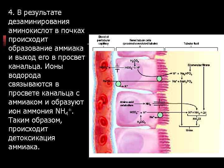4. В результате дезаминирования аминокислот в почках происходит образование аммиака и выход его в