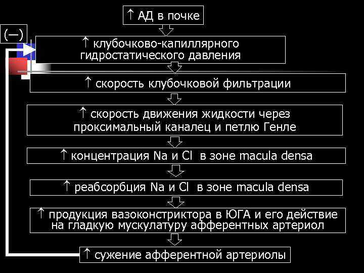  АД в почке (—) клубочково-капиллярного гидростатического давления скорость клубочковой фильтрации скорость движения жидкости