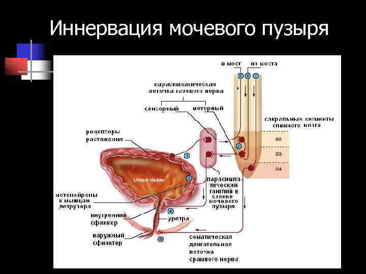 Иннервация мочевого пузыря 