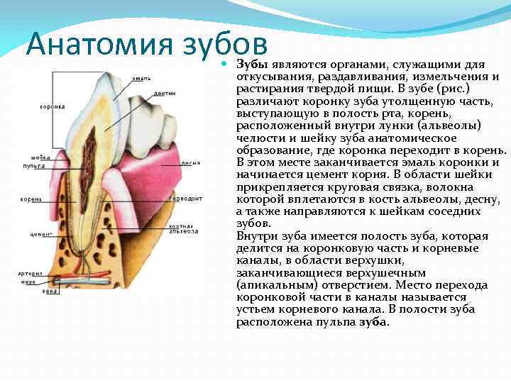 Анатомия зубов Зубы являются органами, служащими для откусывания, раздавливания, измельчения и растирания твердой пищи.