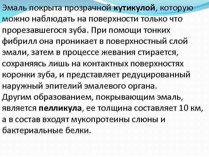 Эмаль покрыта прозрачной кутикулой, которую можно наблюдать на поверхности только что прорезавшегося зуба. При