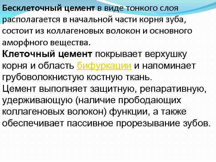 Бесклеточный цемент в виде тонкого слоя располагается в начальной части корня зуба, состоит из