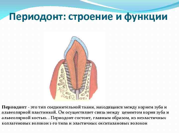 Периодонт: строение и функции Периодонт это тип соединительной ткани, находящаяся между корнем зуба и