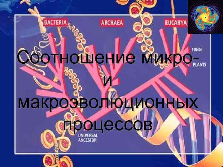 Соотношение микро- и макроэволюционных процессов 