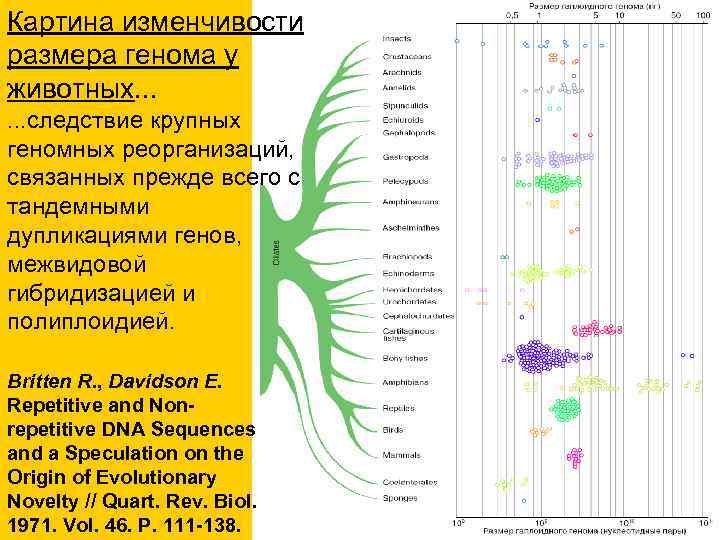 Картина изменчивости размера генома у животных. . . следствие крупных геномных реорганизаций, связанных прежде