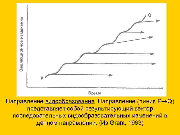 Направление видообразования. Направление (линия Р Q) представляет собой результирующий вектор последовательных видообразовательных изменений в