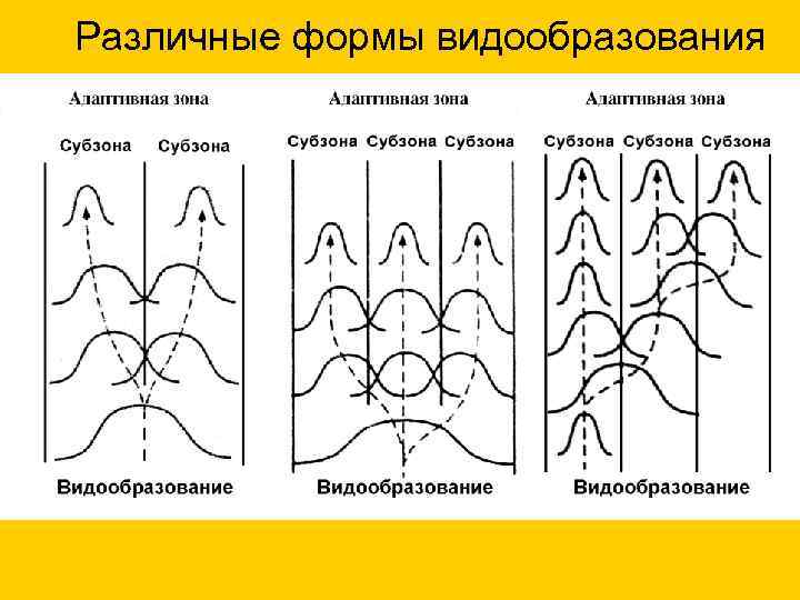 Различные формы видообразования 