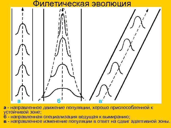 Филетическая эволюция а б в а - направленное движение популяции, хорошо приспособленной к устойчивой