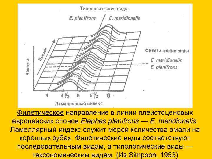 Филетическое направление в линии плейстоценовых европейских слонов Elephas planifrons — Е. meridionalis. Ламеллярный индекс