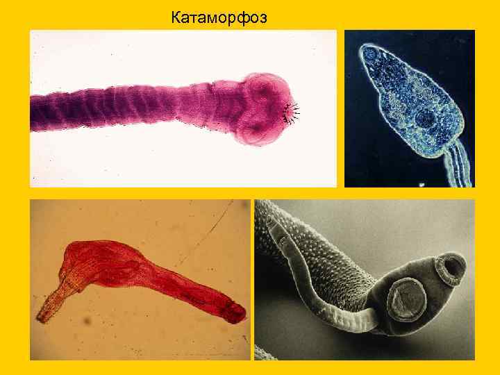 Катаморфоз 