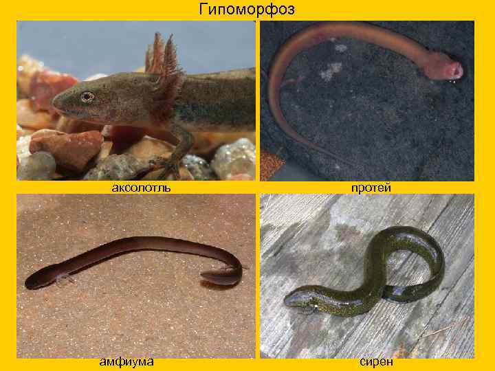 Гипоморфоз аксолотль амфиума протей сирен 