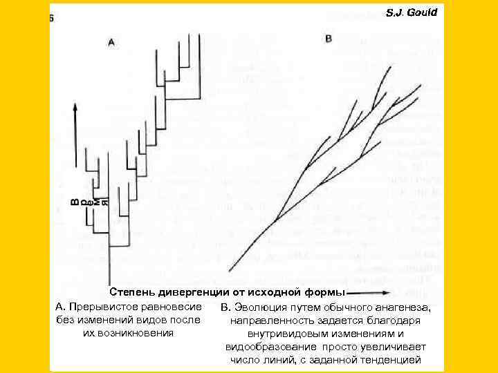Степень дивергенции от исходной формы А. Прерывистое равновесие В. Эволюция путем обычного анагенеза, без