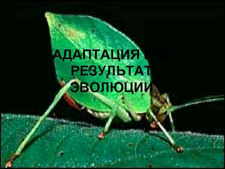 АДАПТАЦИЯ КАК РЕЗУЛЬТАТ ЭВОЛЮЦИИ 