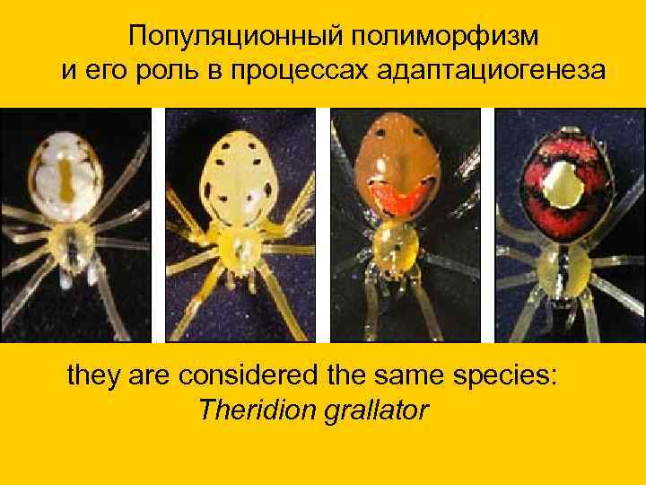 Популяционный полиморфизм и его роль в процессах адаптациогенеза they are considered the same species: