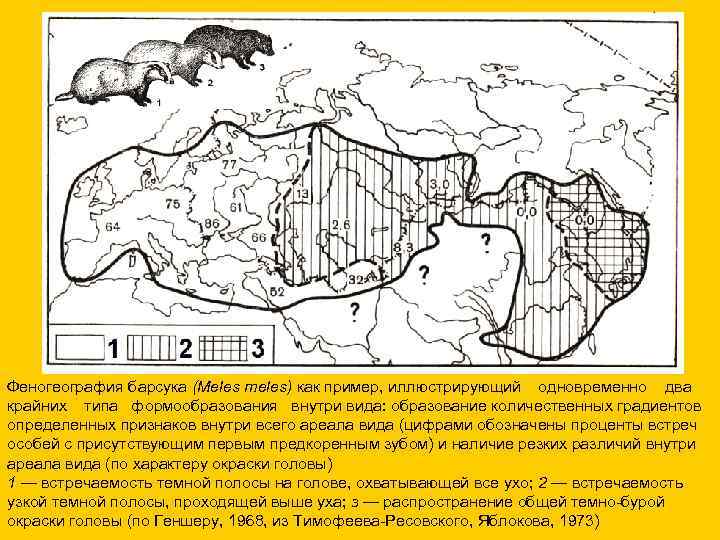 Феногеография барсука (Meles meles) как пример, иллюстрирующий одновременно два крайних типа формообразования внутри вида: