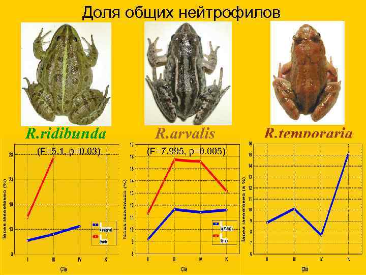 Доля общих нейтрофилов R. ridibunda (F=5. 1, p=0. 03) R. arvalis (F=7. 995, p=0.