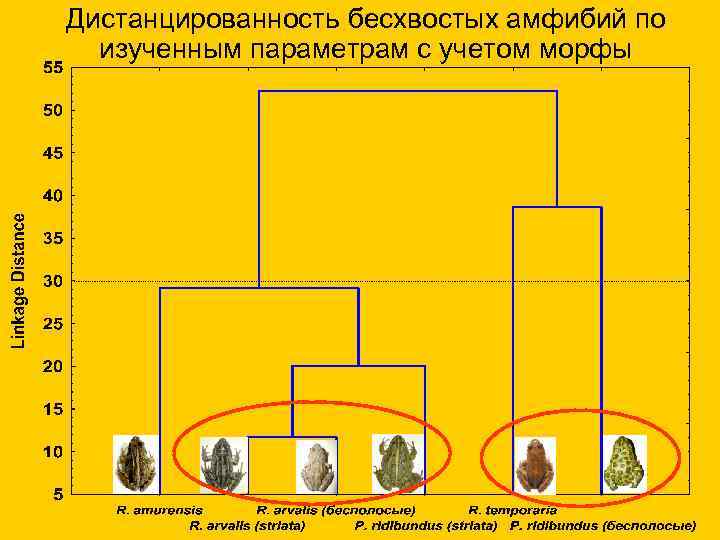 Дистанцированность бесхвостых амфибий по изученным параметрам с учетом морфы 