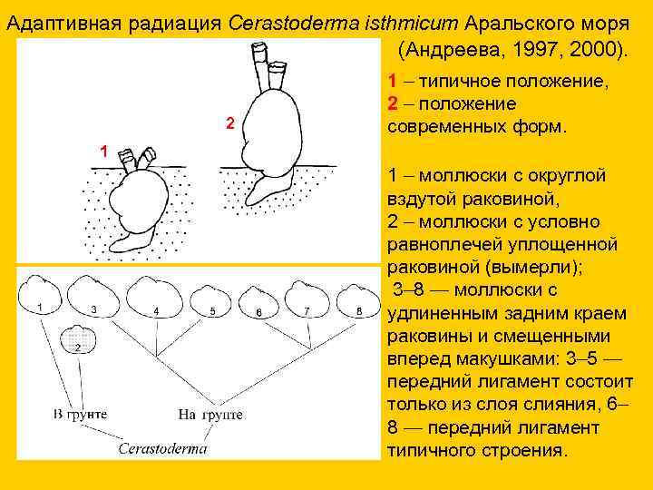 Адаптивная радиация Cerastoderma isthmicum Аральского моря (Андреева, 1997, 2000). 2 1 – типичное положение,