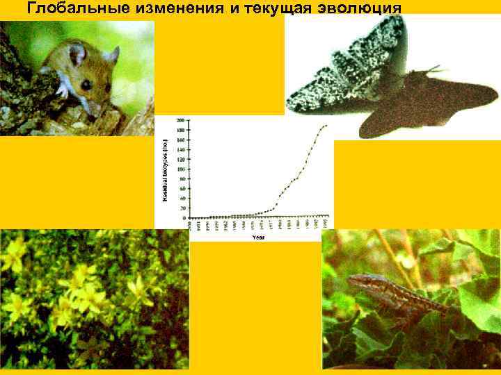 Глобальные изменения и текущая эволюция 