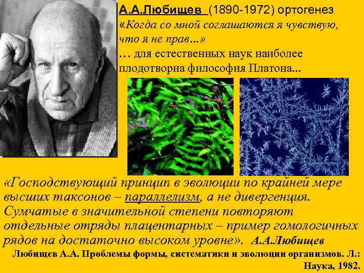 А. А. Любищев (1890 -1972) ортогенез «Когда со мной соглашаются я чувствую, что я