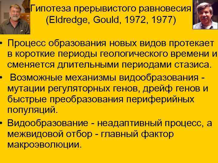 Гипотеза прерывистого равновесия (Eldredge, Gould, 1972, 1977) • Процесс образования новых видов протекает в